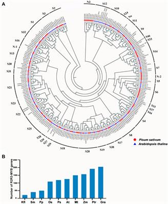 The Pea R2R3-MYB Gene Family and Its Role in Anthocyanin Biosynthesis in Flowers